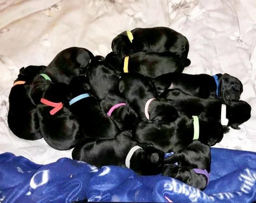 Labrador-